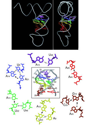 Figure Structure du tRNAAsp et détail des intéractions 3D