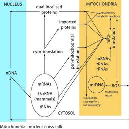 mitochondria nucleus cross-talks