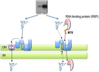 model import tRNA