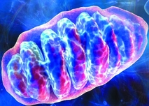 image d'une mitochondrie